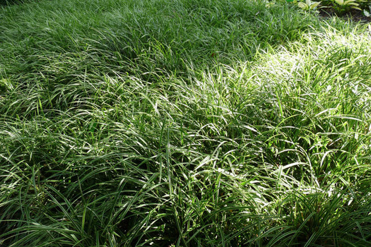 Carex morrowii 'Ice Dance'