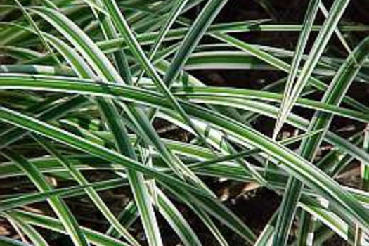 Carex morrowii 'Variegata'