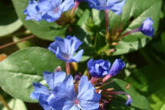 Ceratostigma plumbaginoides