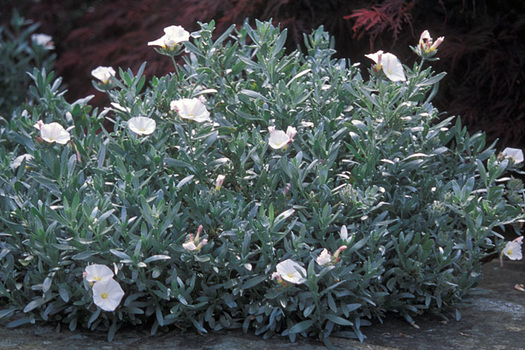 Convolvulus cneorum