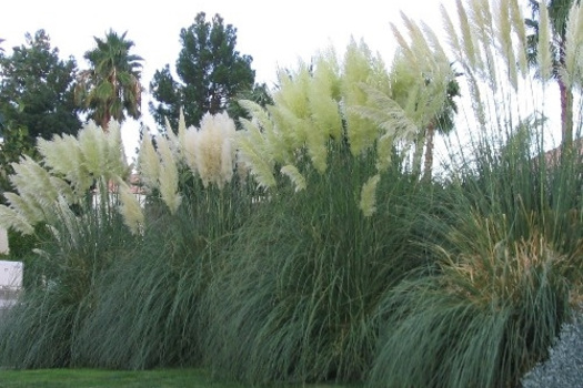 Cortaderia selloana