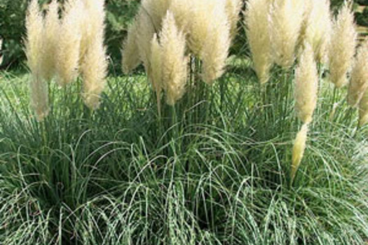 Cortaderia selloana 'Pumila'