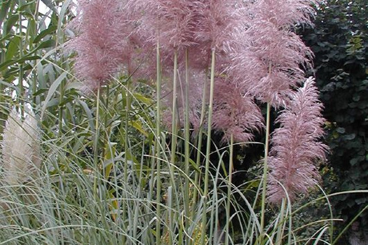 Cortaderia selloana 'Rendatleri'