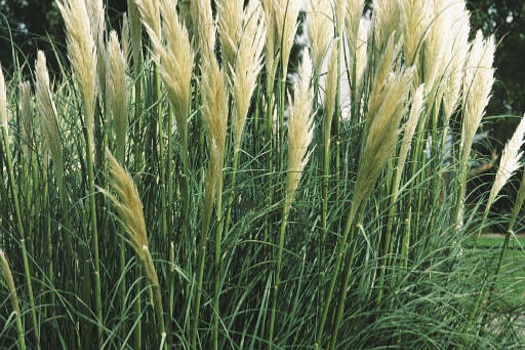 Cortaderia selloana 'Sunningdale Silver'