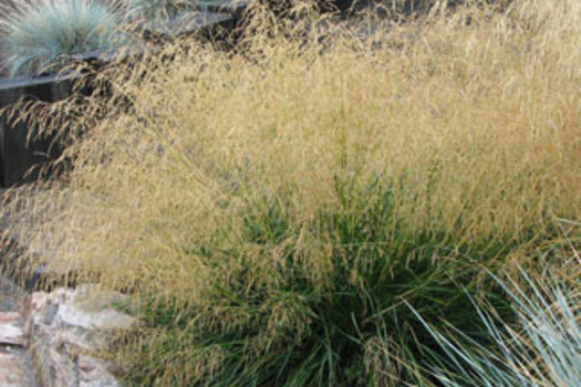 Deschampsia cespitosa 'Goldtau'