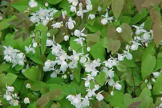 Epimedium youngianum 'Niveum'