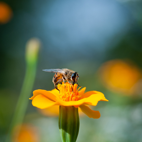 Plantbescherming