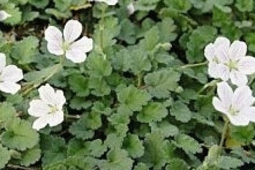 Erodium reichardii 'Album'