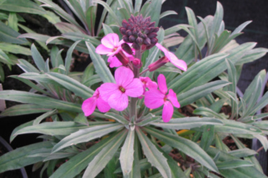 Erysimum 'Bowles' Mauve'