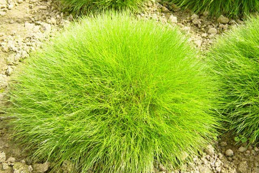 Festuca gautieri