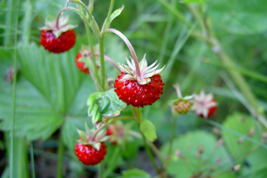 Fragaria vesca