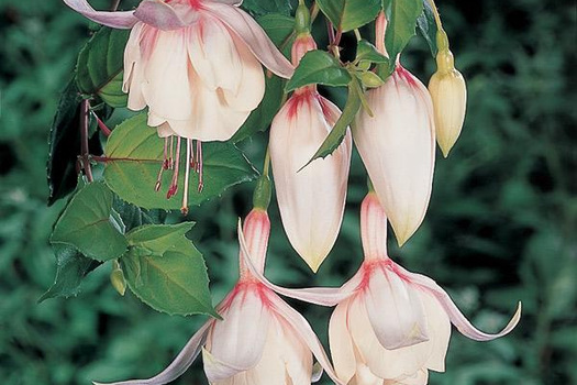 Fuchsia 'Annabel'