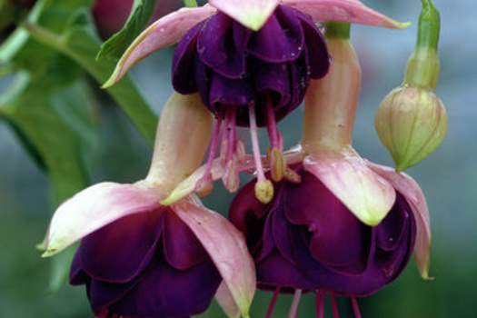 Fuchsia 'Constance'