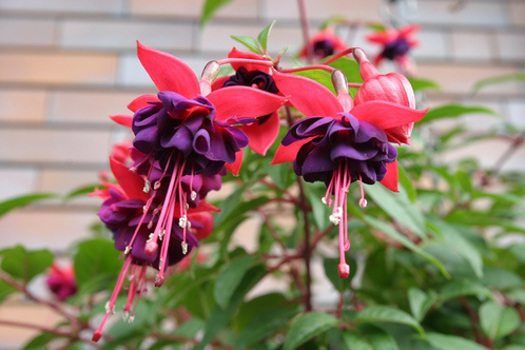 Fuchsia 'Dollar Princess'