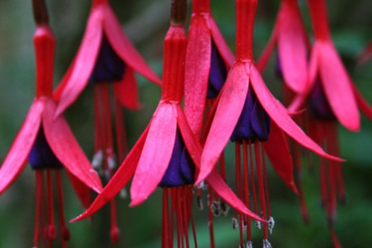 Fuchsia 'Riccartonii'