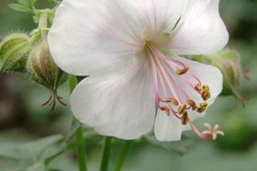 Geranium cantabrigiense 'Biokovo'