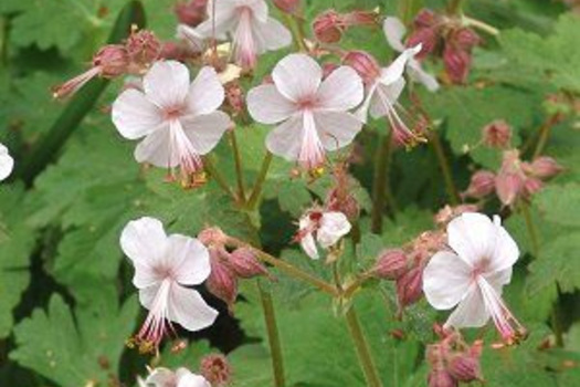 Geranium macrorrhizum 'Ingwersen's Variety'