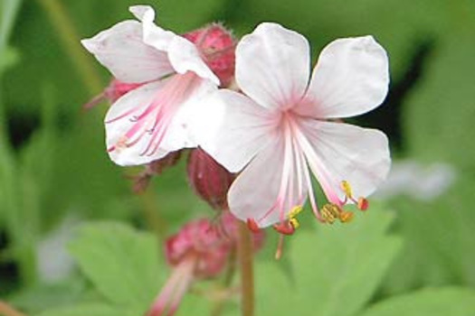 Geranium macrorrhizum 'Spessart'