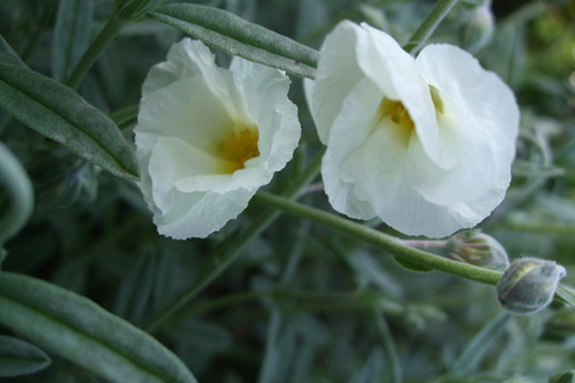 Helianthemum 'The Bride'