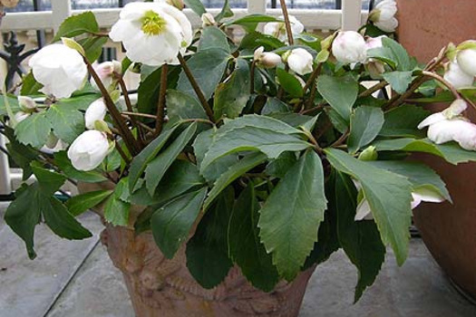 Helleborus niger