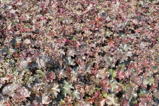 Heuchera micrantha 'Palace Purple'