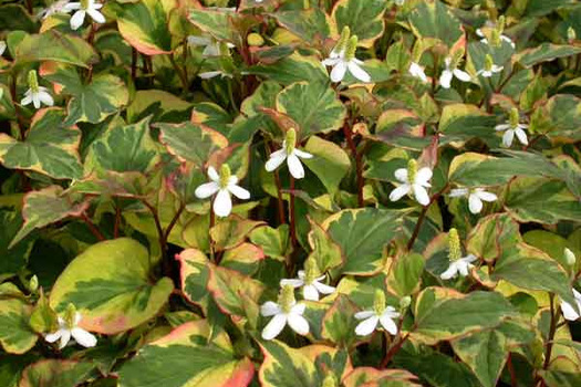 Houttuynia cordata 'Chameleon'