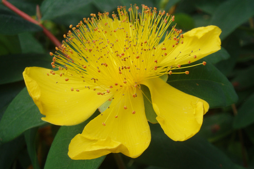 Hypericum calycinum