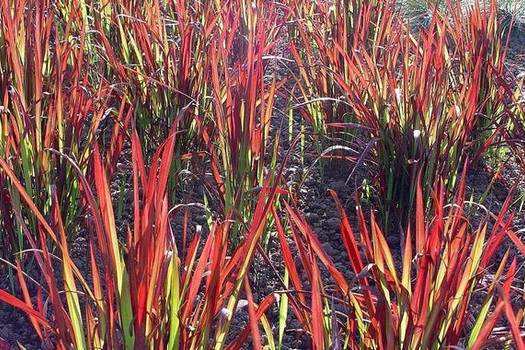 Imperata cylindrica 'Red Baron'