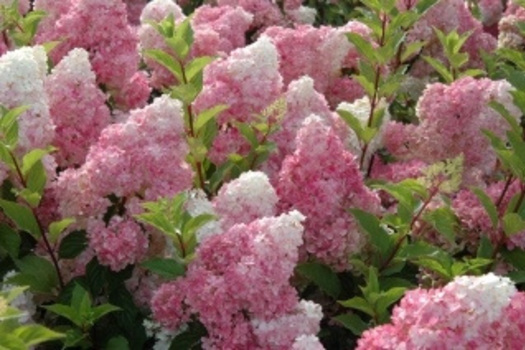 Hydrangea paniculata 'Renhy'