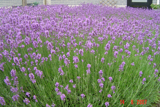 Lavandula angustifolia 'Dwarf Blue'