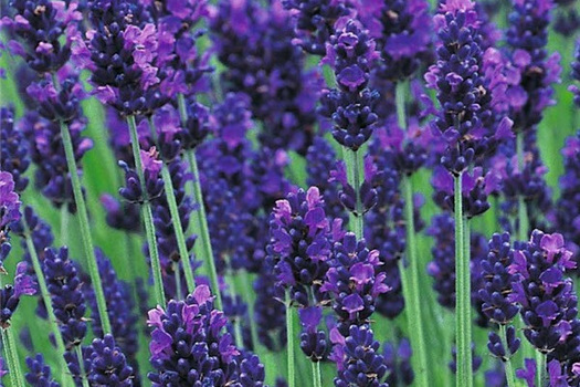 Lavandula angustifolia 'Hidcote'