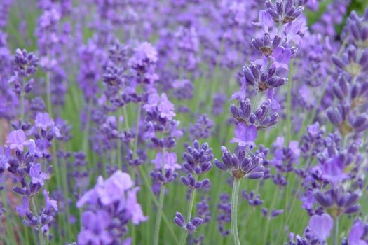 Lavandula angustifolia 'Munstead'