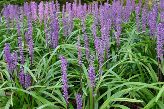 Liriope muscari 'Ingwersen'