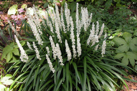 Liriope muscari 'Monroe White'