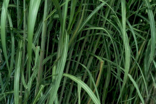 Miscanthus giganteus