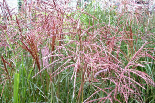 Miscanthus sinensis 'Ferner Osten'