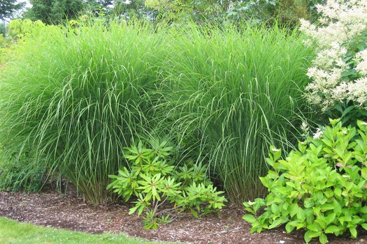 Miscanthus sinensis 'Gracillimus'