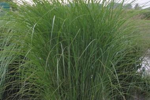 Miscanthus sinensis 'Kleine Silberspinne'