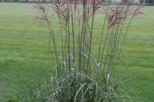 Miscanthus sinensis 'Malepartus'