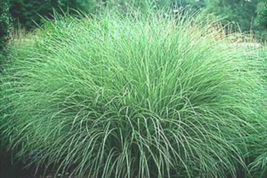 Miscanthus sinensis 'Morning Light'