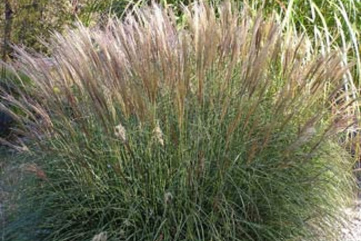 Miscanthus sinensis 'Yaku Jima'