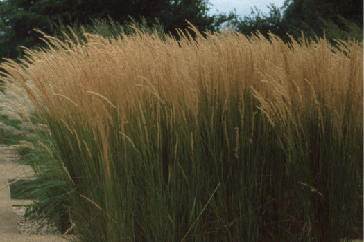 Molinia arundinacea 'Karl Foerster'