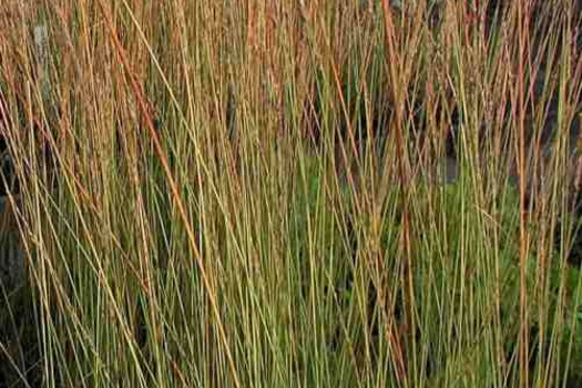 Molinia caerulea 'Heidebraut'