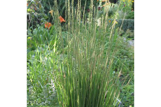 Molinia caerulea 'Moorhexe'