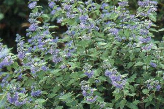 Nepeta faassenii