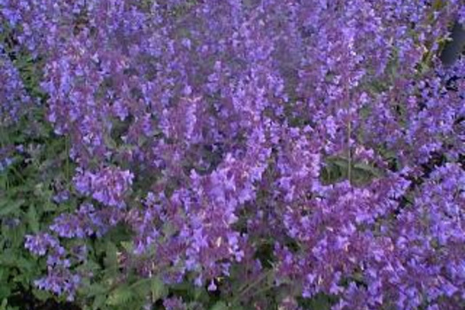 Nepeta 'Walker's Low'