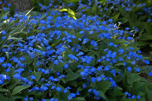 Omphalodes verna