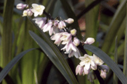 Ophiopogon planiscapus 'Niger'