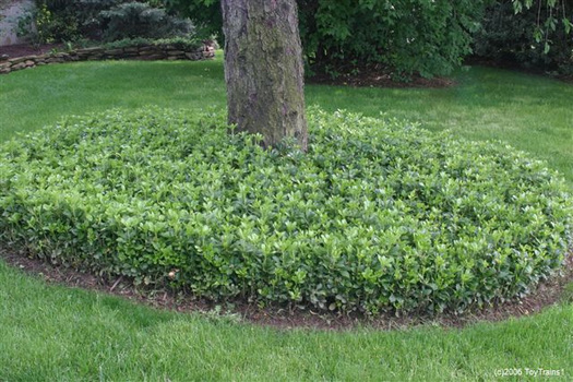 Pachysandra terminalis 'Green Carpet'