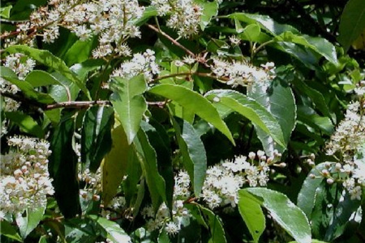 Prunus lusitanica